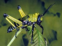 Grasshopper image