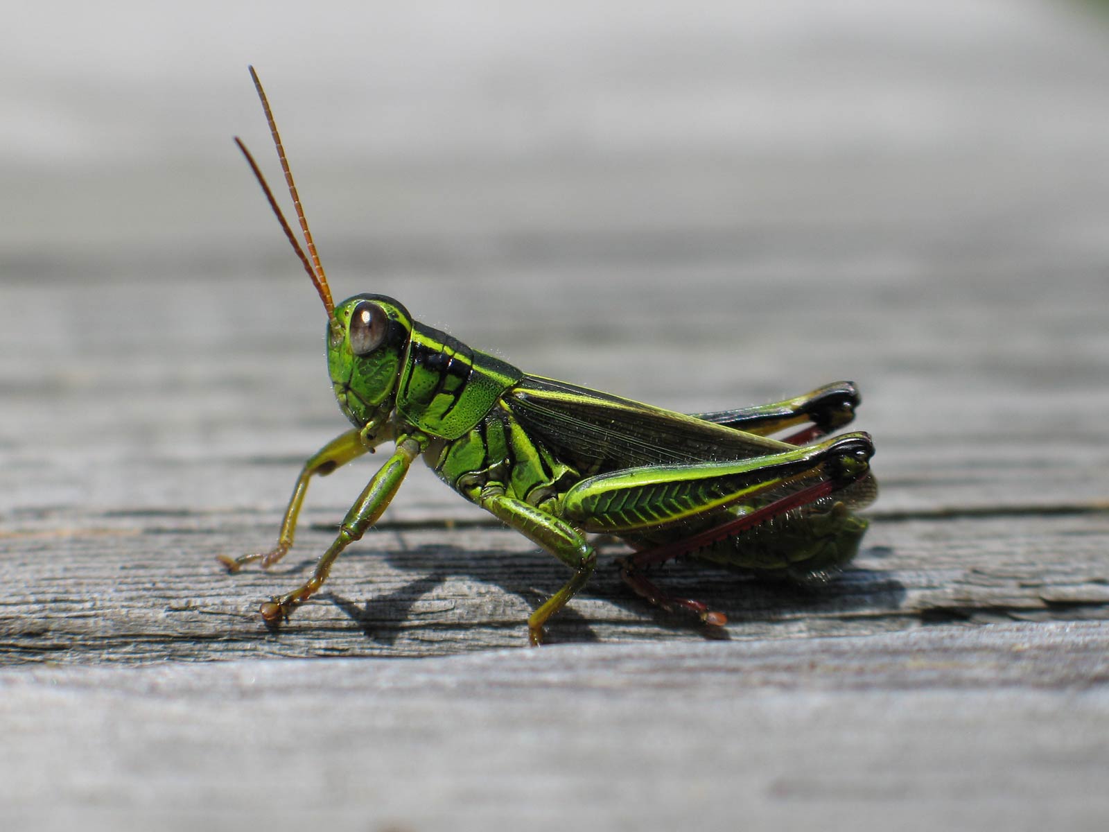 free Grasshopper wallpaper wallpapers and background