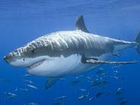 Great White Shark image