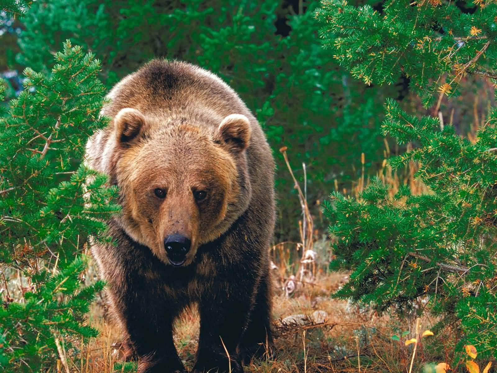 free Grizzly Bear wallpaper wallpapers download