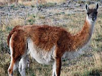 Guanaco image