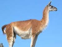 Guanaco image