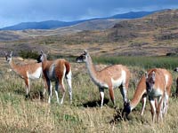 Guanaco image