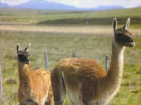 Guanacos