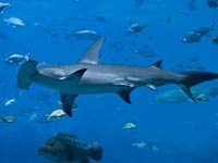 Hammerhead Shark image