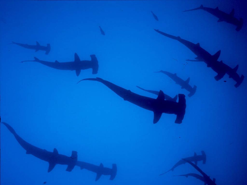 free Hammerhead Shark wallpaper wallpapers download