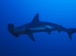 free hammerhead shark wallpaper