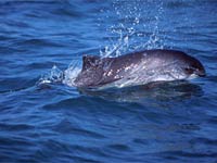 Harbor Porpoise image