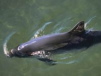 Harbor Porpoise image