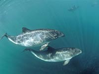 Harbor Porpoise image