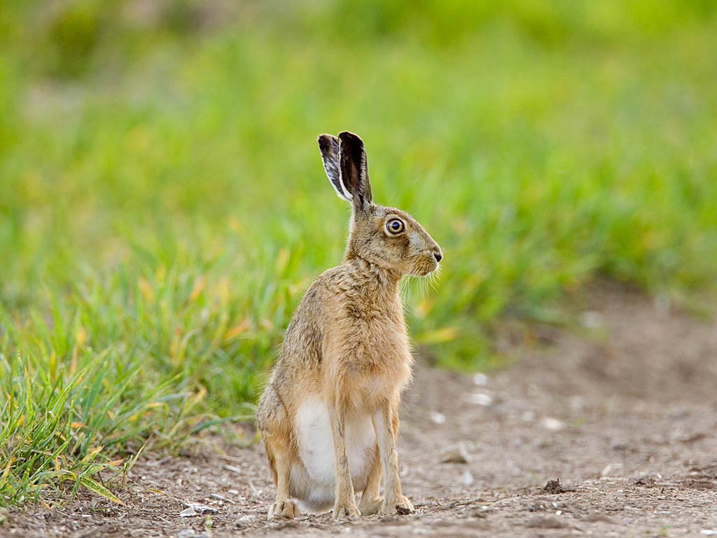 free Hare wallpaper wallpapers and background