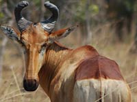 Hartebeest picture