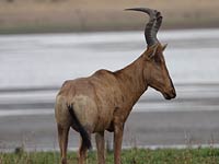 Hartebeest image