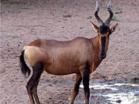 Hartebeest image