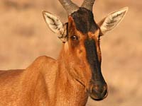 Hartebeest image