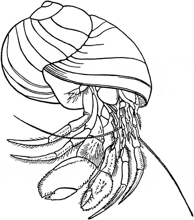 a home for hermit crab coloring pages - photo #34