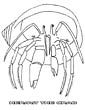 Hermit Crab coloring page