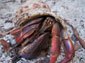 free hermit crab wallpaper
