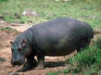 Hippopotamus image