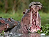 Hippopotamus picture