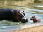 free hippopotamus wallpaper