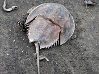 Horseshoe Crab picture