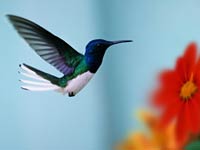 Hummingbird image