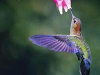 Hummingbird image
