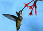 free hummingbird wallpaper