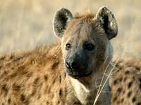 Hyena image