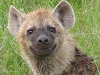 Hyena picture