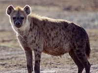 Hyena image