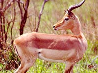 Impala image