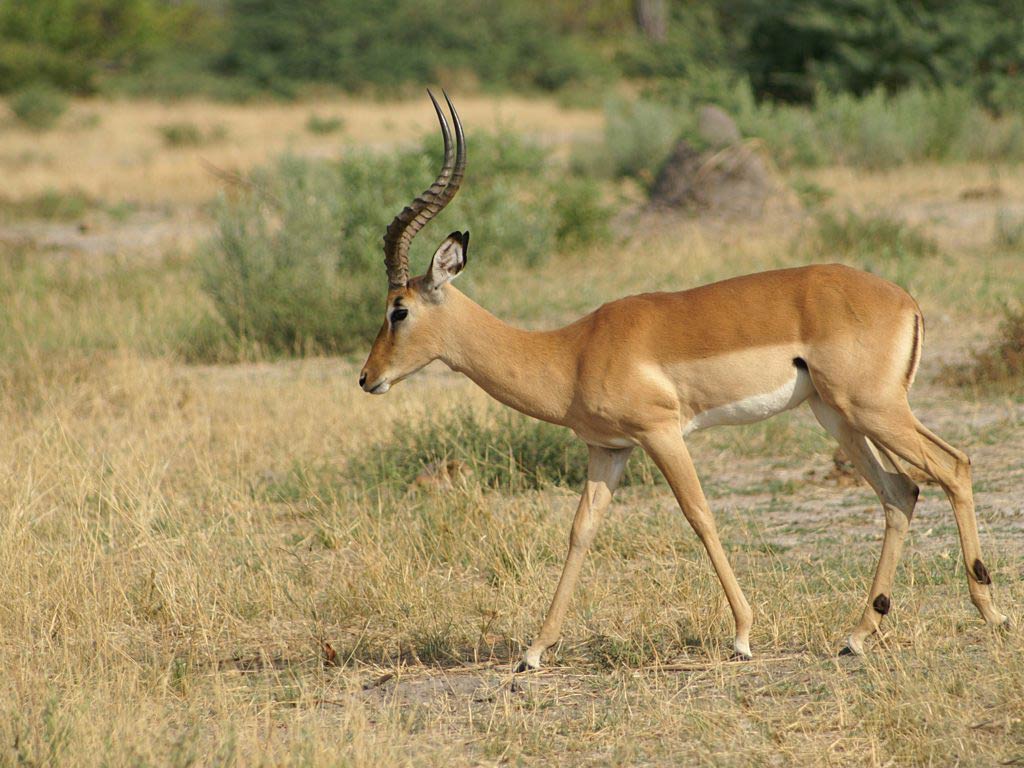 free Impala wallpaper wallpapers download