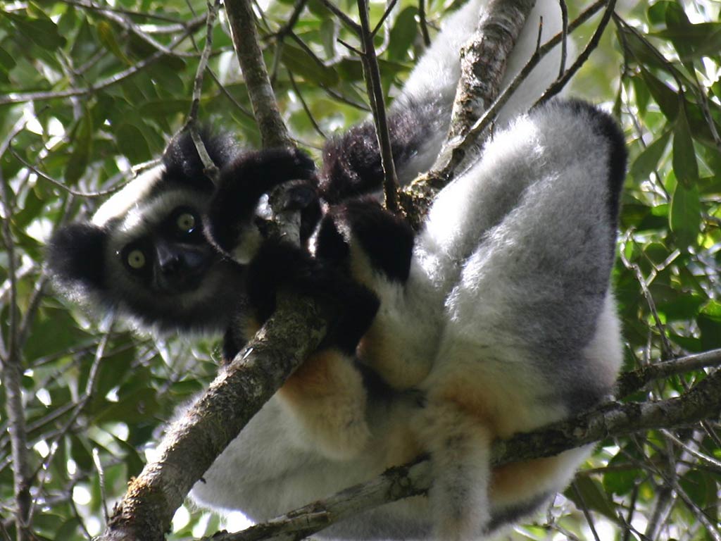 free Indri wallpaper wallpapers and background