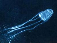 Irukandji jellyfish is a type of box jellyfish