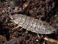 Isopod image