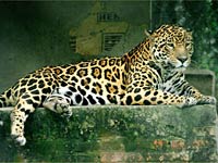 Jaguar image