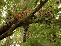 Jaguar in a tree