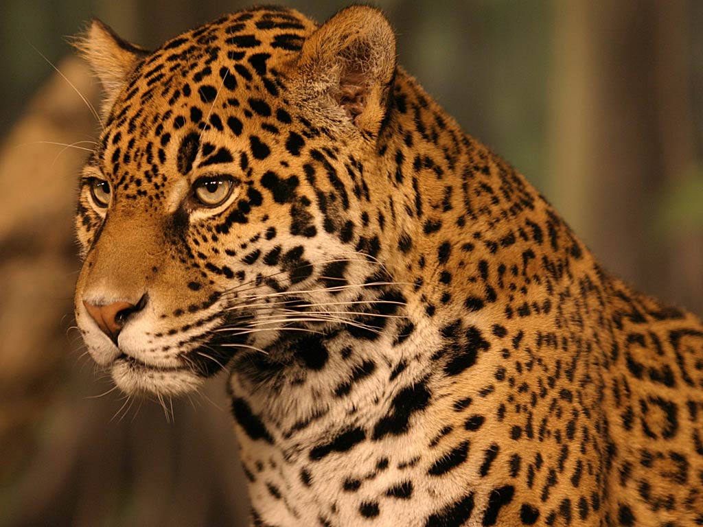 free Jaguar wallpaper wallpapers download