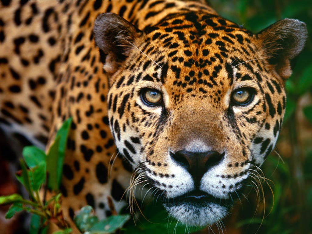 free Jaguar wallpaper wallpapers download