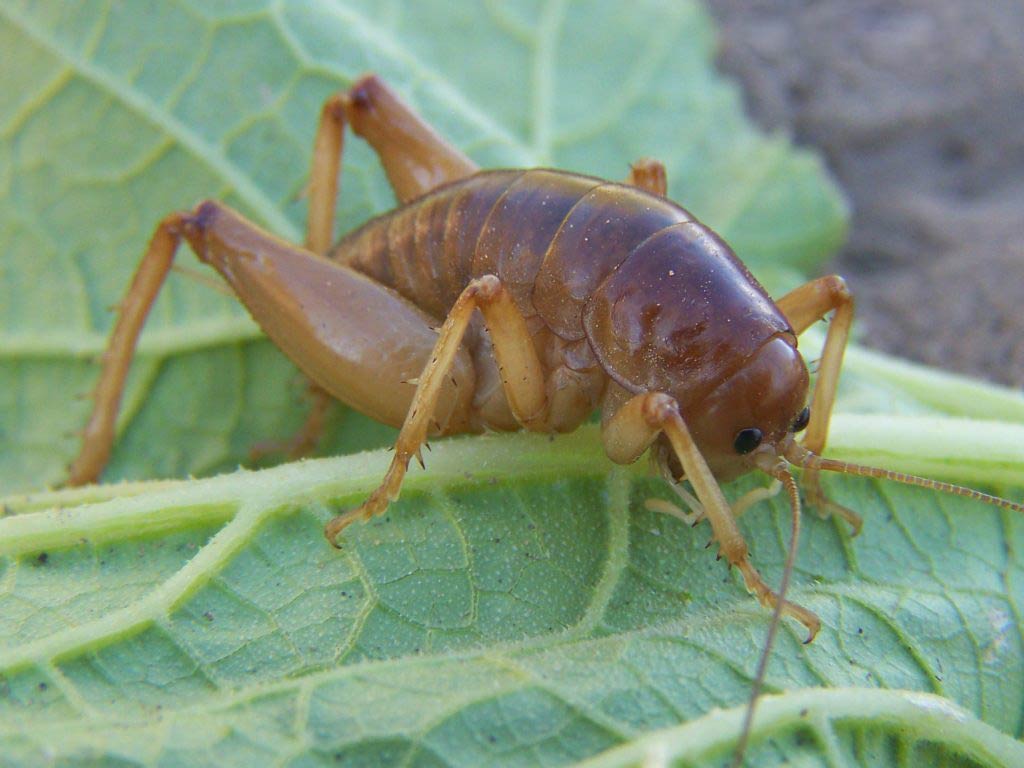 free Jerusalem Cricket wallpaper wallpapers download