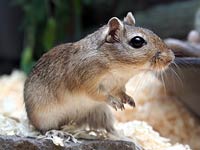 Jumping Mouse image