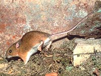 Jumping Mouse image