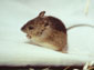 Jumping Mouse wallpaper