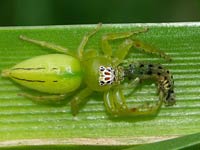 Jumping Spider image