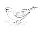 Junco coloring page