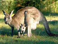 Kangaroo image