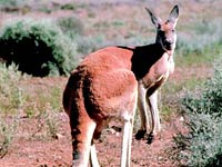 Kangaroo image