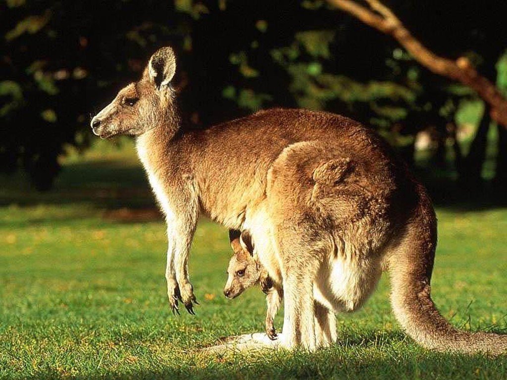 free Kangaroo wallpaper wallpapers download